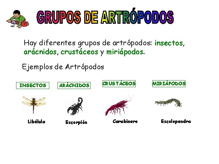Hay diferentes grupos de artrópodos: insectos, arácnidos, crustáceos y miriápodos. Ejemplos de Artrópodos INSECTOS