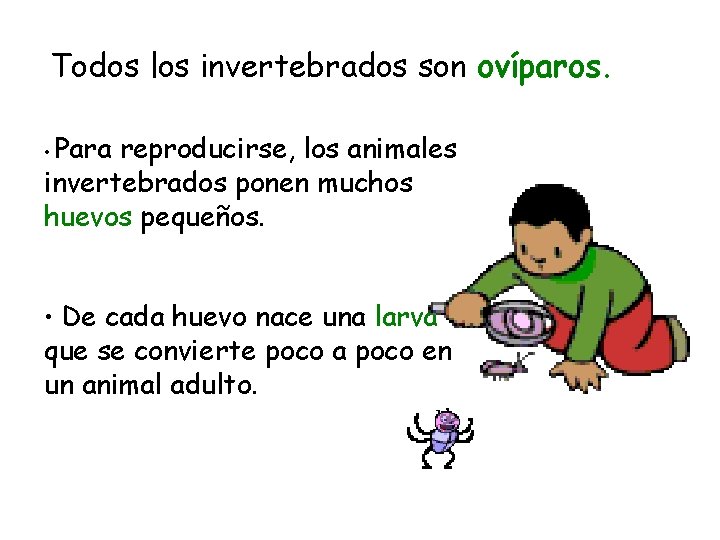 Todos los invertebrados son ovíparos. Para reproducirse, los animales invertebrados ponen muchos huevos pequeños.
