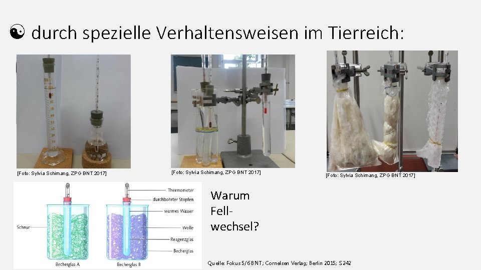  durch spezielle Verhaltensweisen im Tierreich: Warum einrollen statt ausstrecken? [Foto: Sylvia Schimang, ZPG