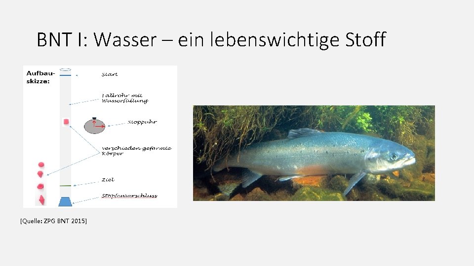 BNT I: Wasser – ein lebenswichtige Stoff [Quelle: ZPG BNT 2015] 