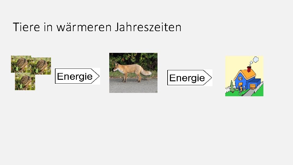 Tiere in wärmeren Jahreszeiten 