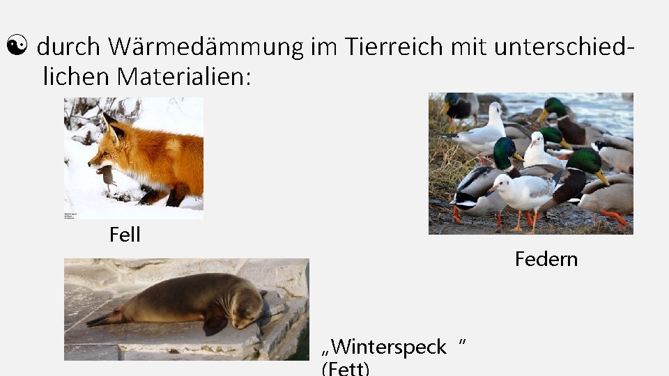  durch Wärmedämmung im Tierreich mit unterschiedlichen Materialien: Fell Federn „Winterspeck“ 