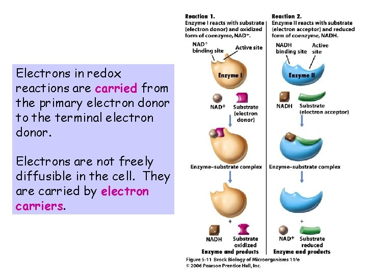Electrons in redox reactions are carried from the primary electron donor to the terminal