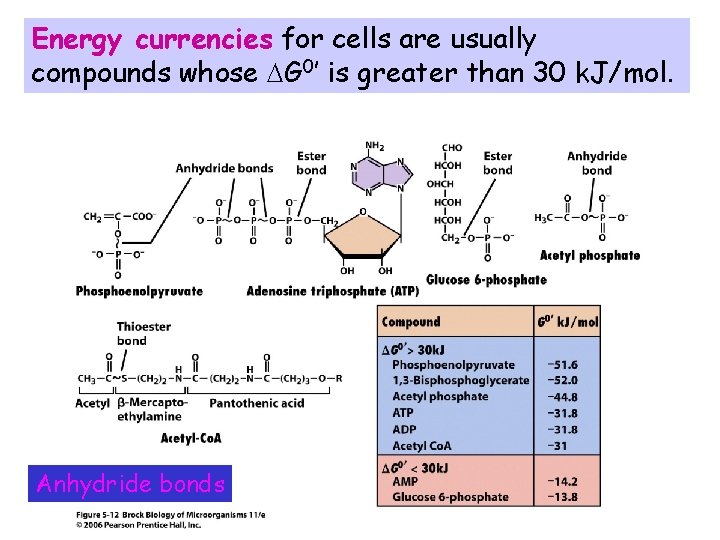 Energy currencies for cells are usually compounds whose DG 0’ is greater than 30