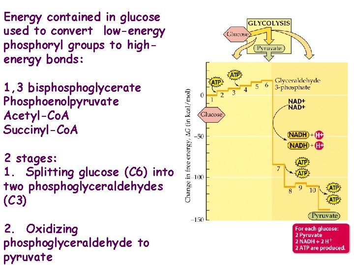 Energy contained in glucose used to convert low-energy phosphoryl groups to highenergy bonds: 1,