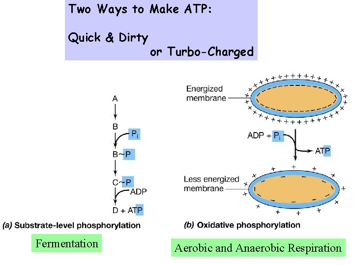 Two Ways to Make ATP: Quick & Dirty Fermentation or Turbo-Charged Aerobic and Anaerobic