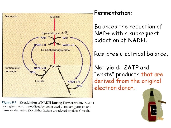Fermentation: Balances the reduction of NAD+ with a subsequent oxidation of NADH. Restores electrical