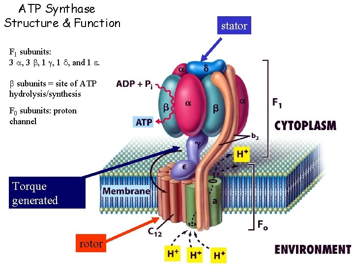 ATP Synthase Structure & Function F 1 subunits: 3 a, 3 b, 1 g,
