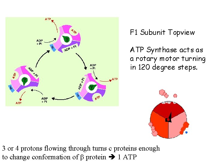 F 1 Subunit Topview ATP Synthase acts as a rotary motor turning in 120