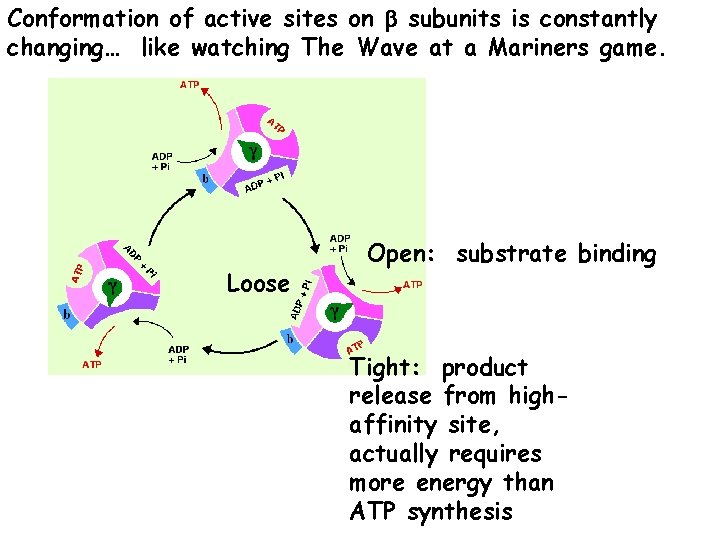 Conformation of active sites on b subunits is constantly changing… like watching The Wave