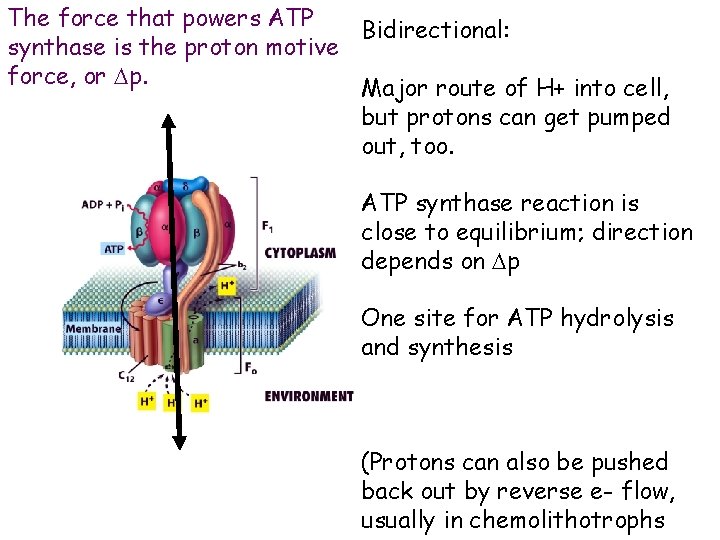 The force that powers ATP Bidirectional: synthase is the proton motive force, or Dp.