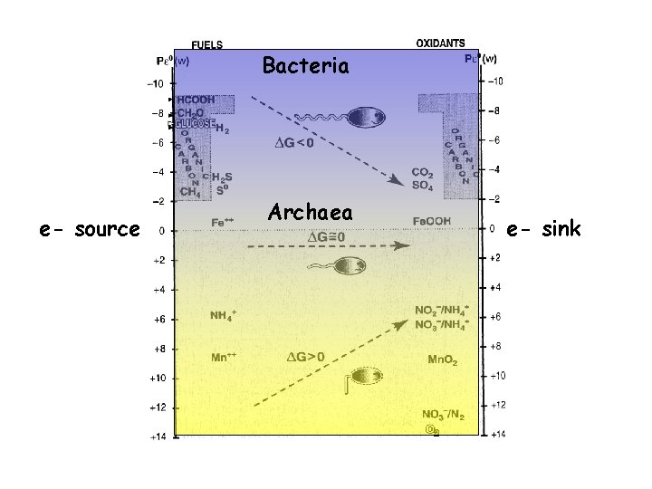 Bacteria e- source Archaea e- sink 