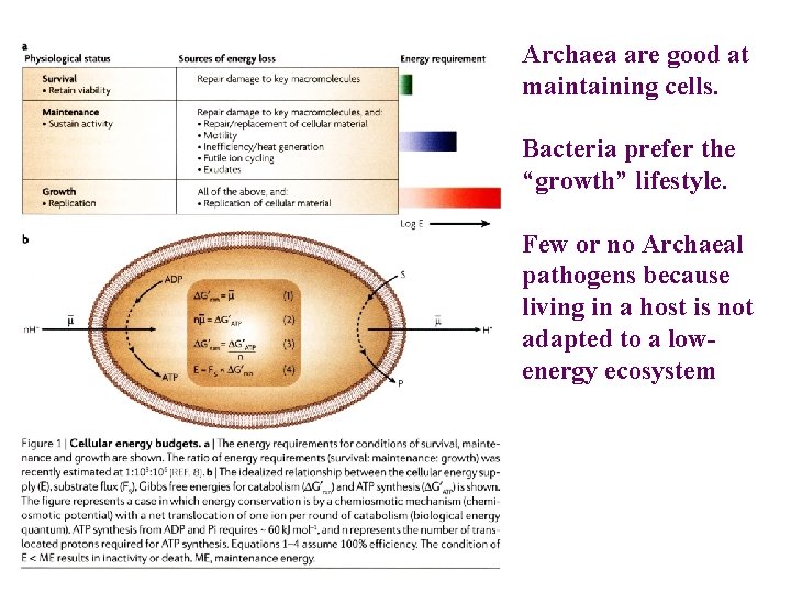 Archaea are good at maintaining cells. Bacteria prefer the “growth” lifestyle. Few or no