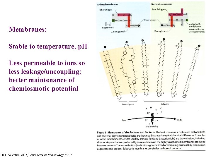 Membranes: Stable to temperature, p. H Less permeable to ions so less leakage/uncoupling; better