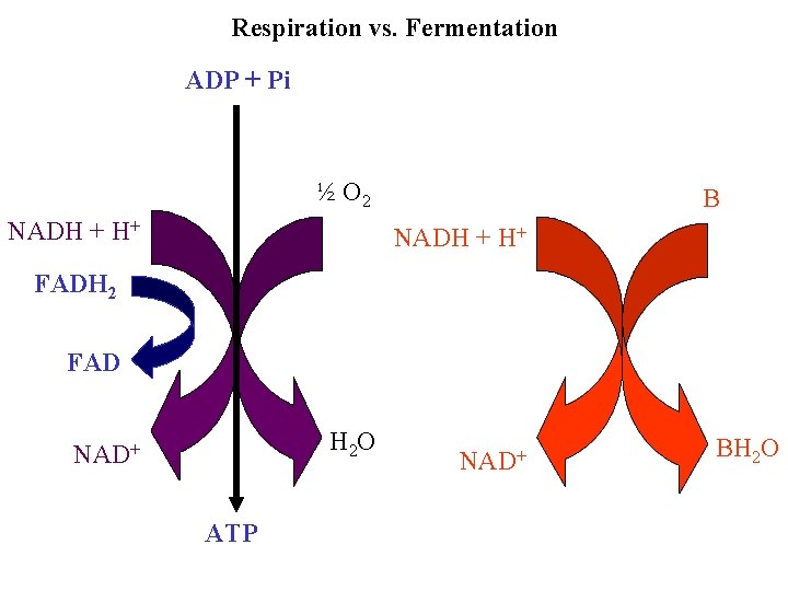 Respiration vs. Fermentation ADP + Pi ½ O 2 NADH + H+ B NADH