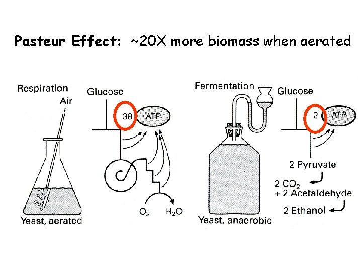 Pasteur Effect: ~20 X more biomass when aerated 