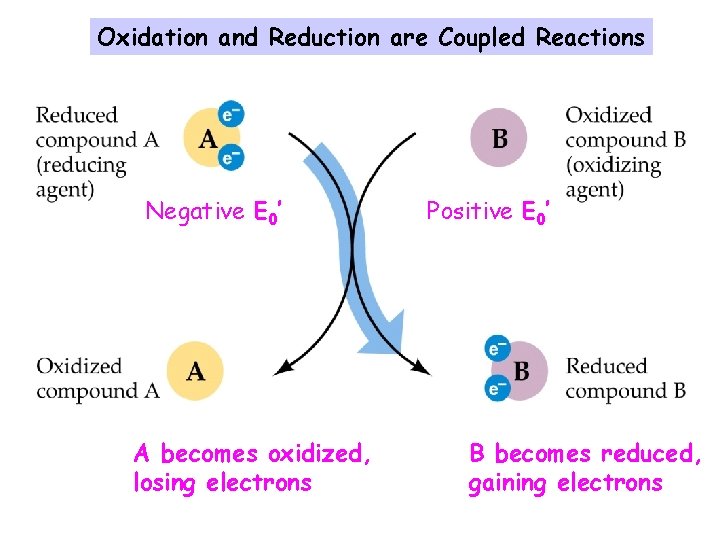 Oxidation and Reduction are Coupled Reactions Negative E 0’ A becomes oxidized, losing electrons