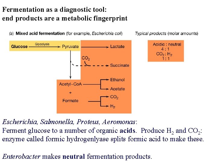 Fermentation as a diagnostic tool: end products are a metabolic fingerprint Escherichia, Salmonella, Proteus,