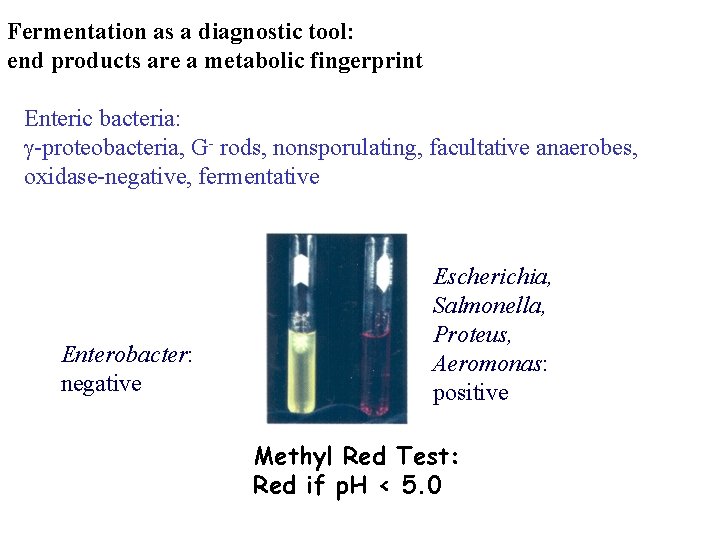 Fermentation as a diagnostic tool: end products are a metabolic fingerprint Enteric bacteria: g-proteobacteria,
