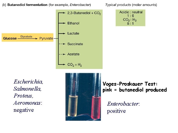 Escherichia, Salmonella, Proteus, Aeromonas: negative Voges-Proskauer Test: pink = butanediol produced Enterobacter: positive 