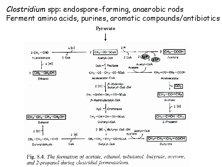 Clostridium spp: endospore-forming, anaerobic rods Ferment amino acids, purines, aromatic compounds/antibiotics Pyruvate 