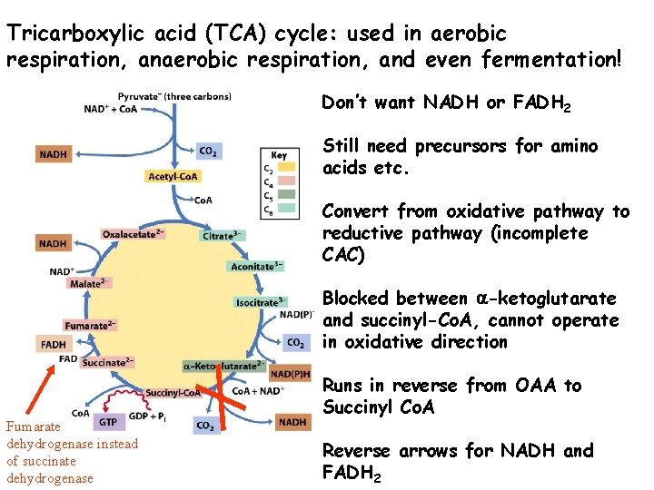 Tricarboxylic acid (TCA) cycle: used in aerobic respiration, and even fermentation! Don’t want NADH