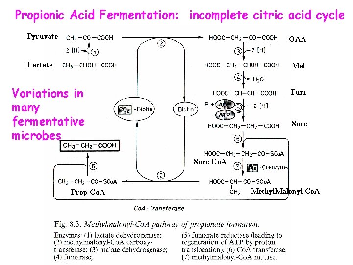 Propionic Acid Fermentation: incomplete citric acid cycle Pyruvate OAA Lactate Mal Variations in many