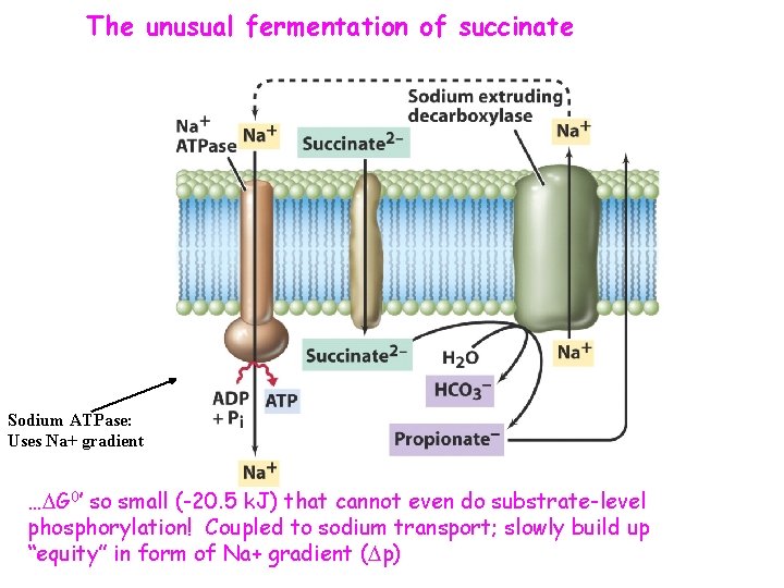 The unusual fermentation of succinate Sodium ATPase: Uses Na+ gradient …DG 0’ so small