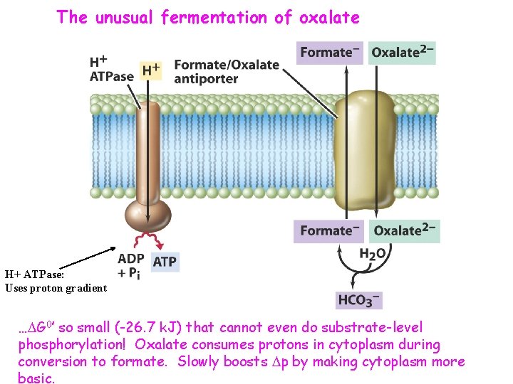 The unusual fermentation of oxalate H+ ATPase: Uses proton gradient …DG 0’ so small