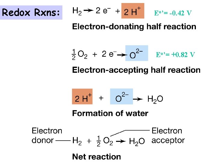 Redox Rxns: Eo’= -0. 42 V Eo’= +0. 82 V 