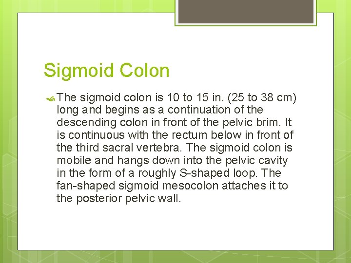 Sigmoid Colon The sigmoid colon is 10 to 15 in. (25 to 38 cm)