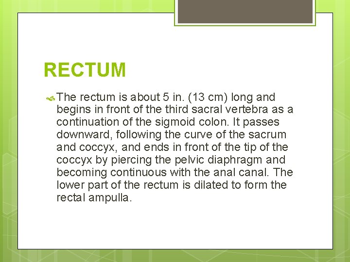 RECTUM The rectum is about 5 in. (13 cm) long and begins in front