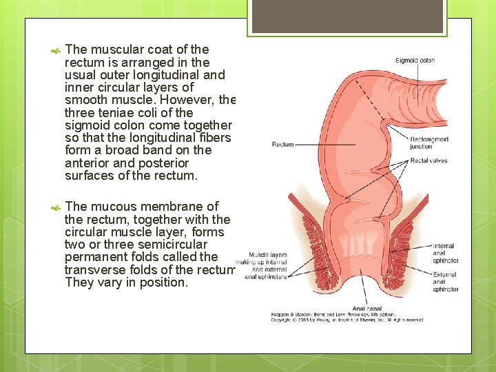  The muscular coat of the rectum is arranged in the usual outer longitudinal