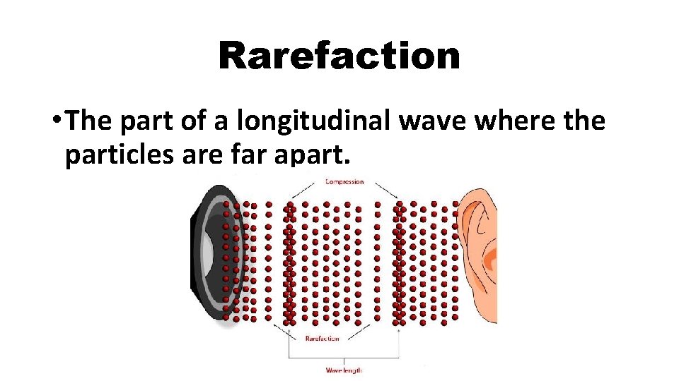 Rarefaction • The part of a longitudinal wave where the particles are far apart.