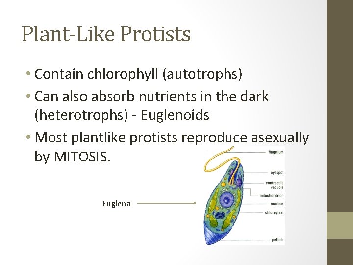 Plant-Like Protists • Contain chlorophyll (autotrophs) • Can also absorb nutrients in the dark