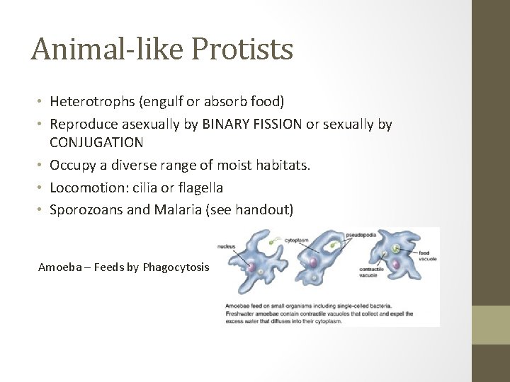 Animal-like Protists • Heterotrophs (engulf or absorb food) • Reproduce asexually by BINARY FISSION