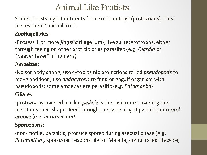 Animal Like Protists Some protists ingest nutrients from surroundings (protozoans). This makes them “animal