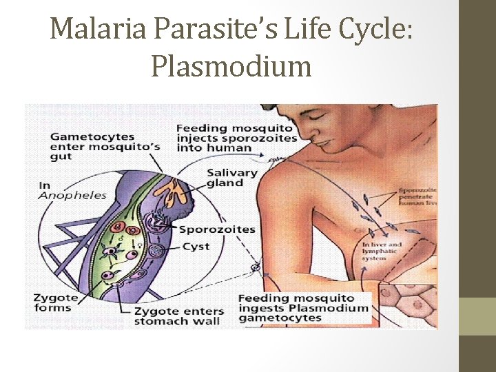 Malaria Parasite’s Life Cycle: Plasmodium 
