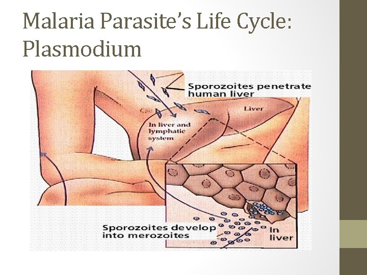 Malaria Parasite’s Life Cycle: Plasmodium 