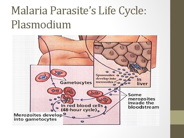 Malaria Parasite’s Life Cycle: Plasmodium 