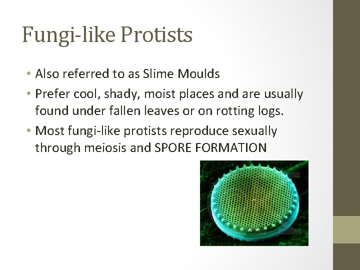 Fungi-like Protists • Also referred to as Slime Moulds • Prefer cool, shady, moist
