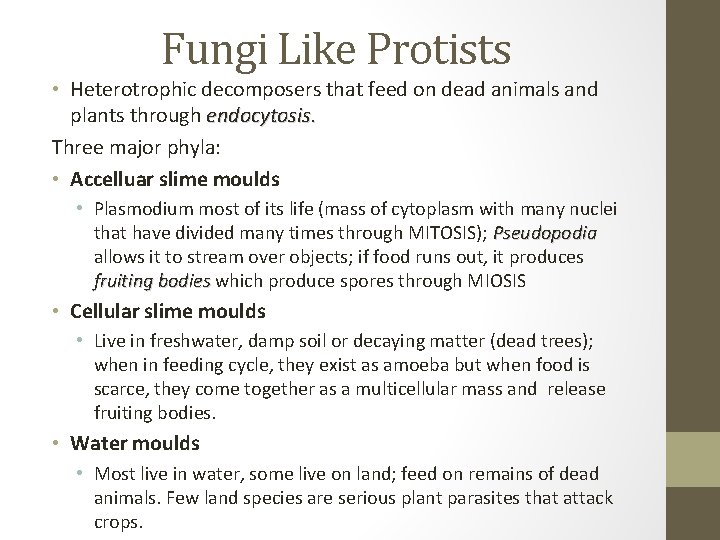 Fungi Like Protists • Heterotrophic decomposers that feed on dead animals and plants through