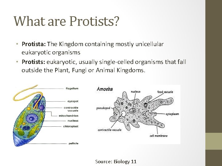 What are Protists? • Protista: The Kingdom containing mostly unicellular eukaryotic organisms • Protists: