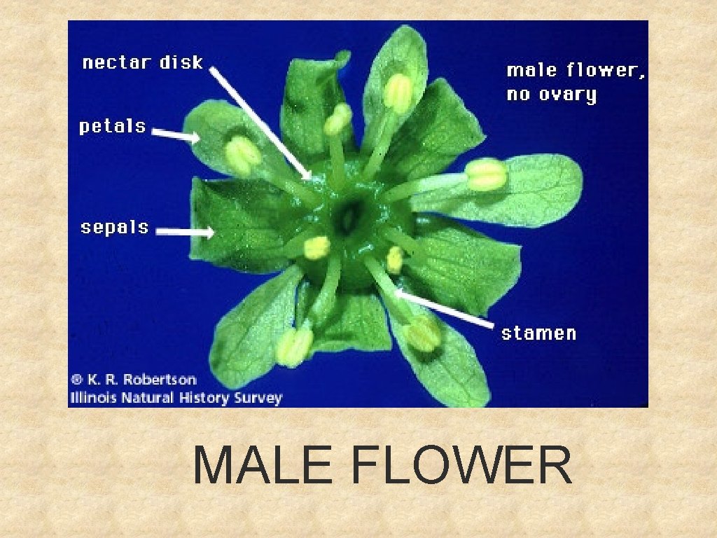 MALE FLOWER 