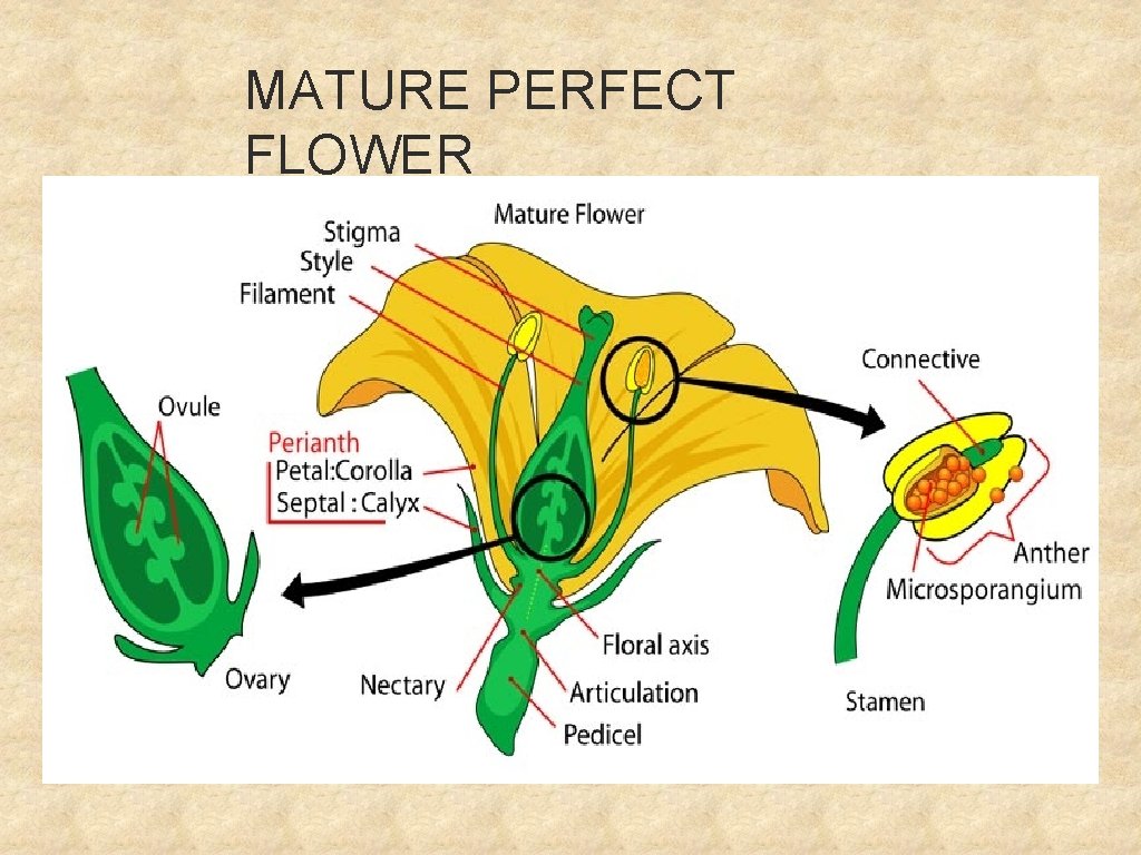 MATURE PERFECT FLOWER 