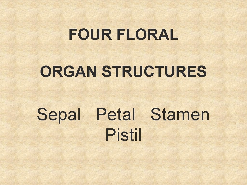 FOUR FLORAL ORGAN STRUCTURES Sepal Petal Stamen Pistil 
