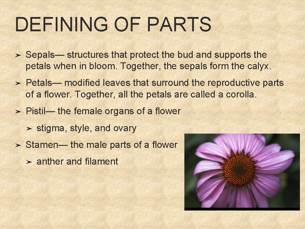DEFINING OF PARTS ➤ Sepals— structures that protect the bud and supports the petals