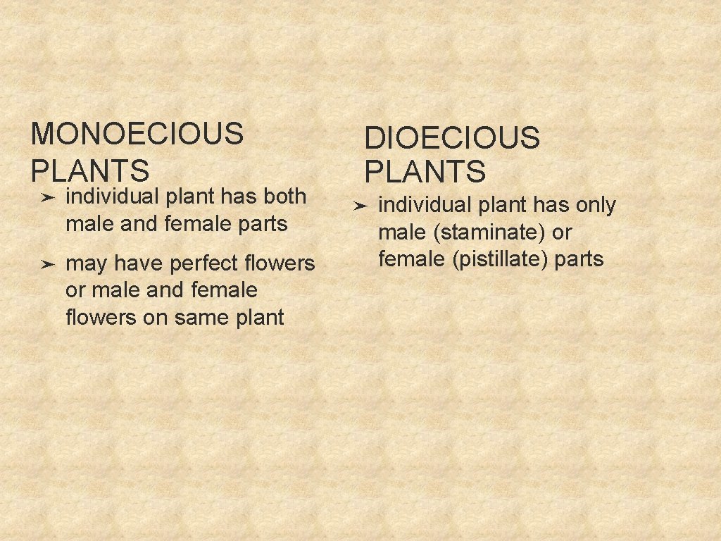 MONOECIOUS PLANTS ➤ individual plant has both male and female parts ➤ may have