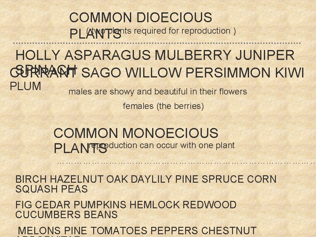 COMMON DIOECIOUS ( two plants required for reproduction ) PLANTS HOLLY ASPARAGUS MULBERRY JUNIPER