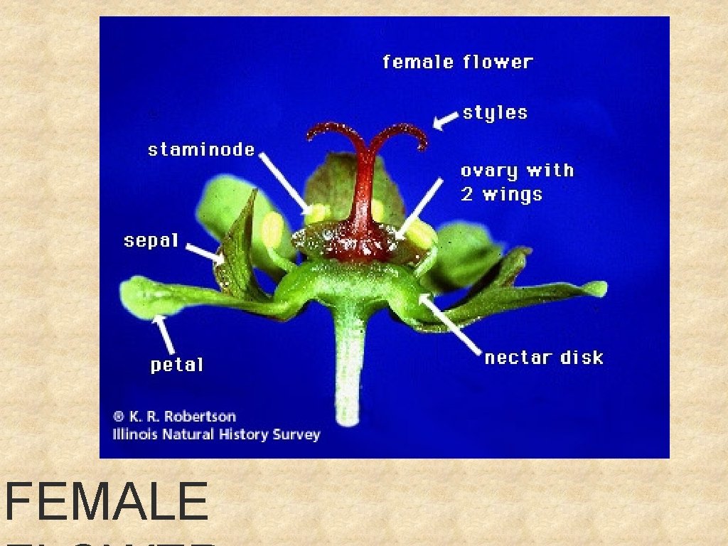 FEMALE 